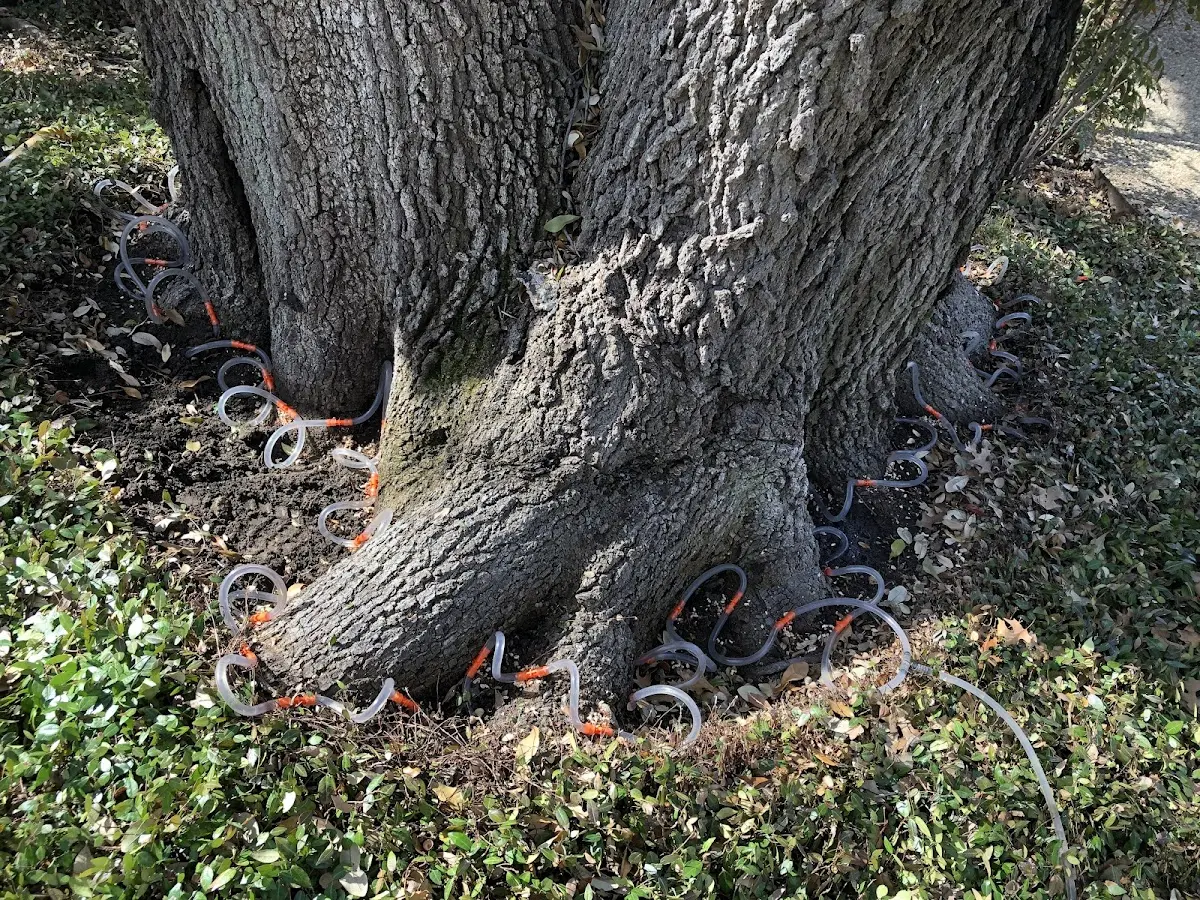 Detailed Tree Cabling and Bracing job site in Freehold