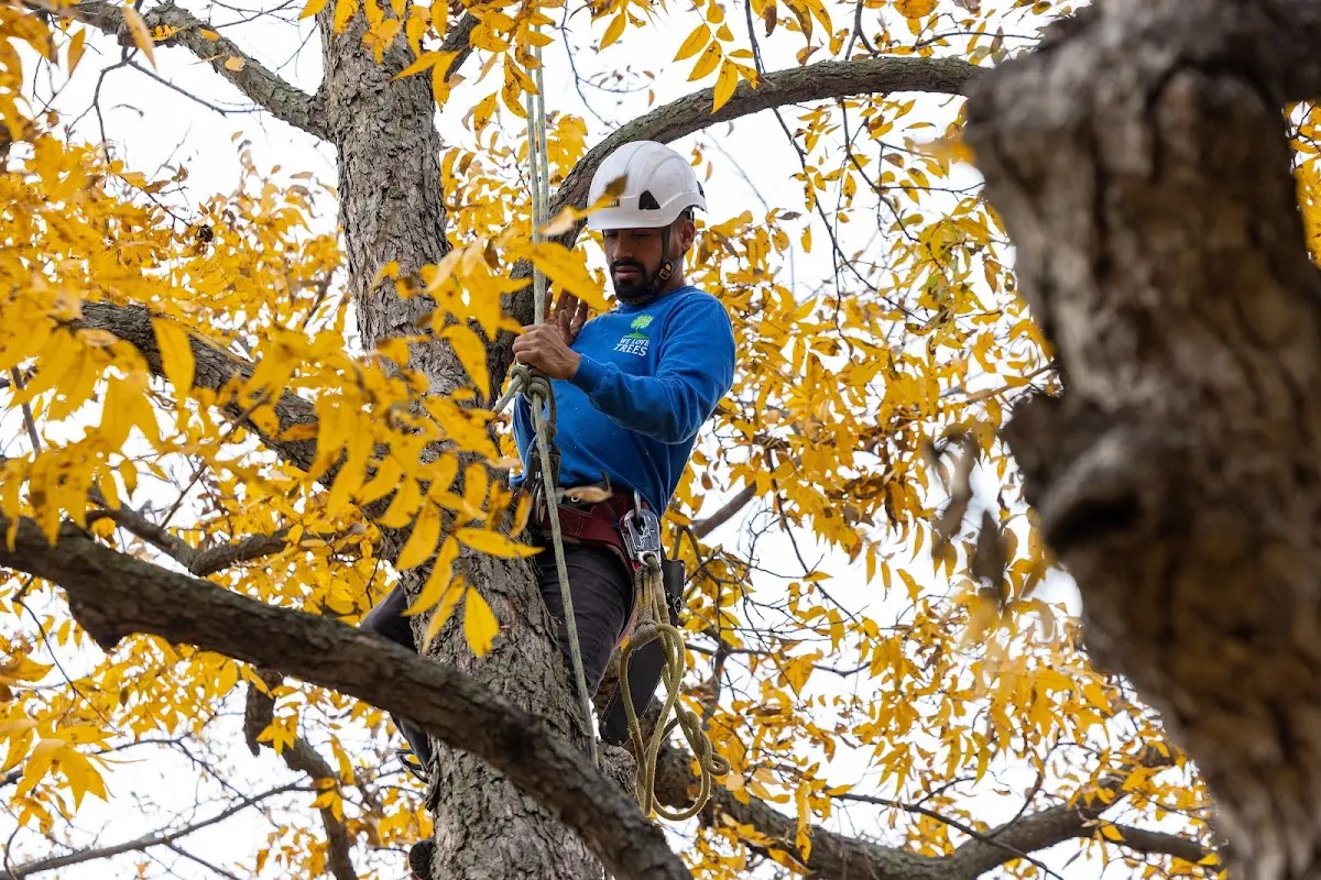 Skilled Tree Pruning crew working in Freehold